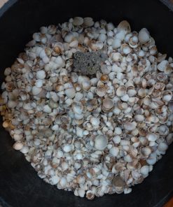 صدف گوش ماهی _ طبیعی