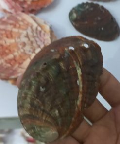 صدف دريا