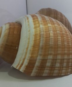 صدف طبیعی