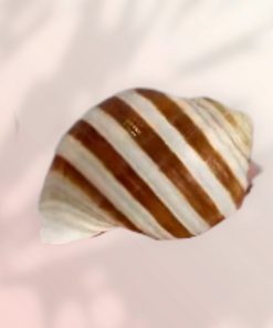 صدف حلزونی راه راه