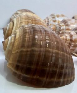 صدف دريا
