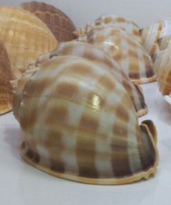 حلزون دریایی