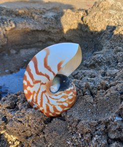 صدف طبیعی ناتیلوس