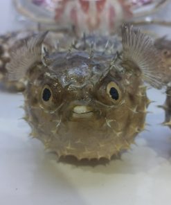 ماهی بادکنکی_ کد۴.